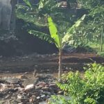 Jalan Batutulis Mangkrak: Janji April, Nyatanya Semak