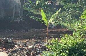 Lahan trase baru Jalan Batutulis seluas 4.711 meter persegi yang sudah di-cut and fill kini kosong dipenuhi semak singkong dan pisang tanpa aktivitas konstruksi pada April 2026